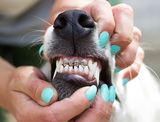 Doggie braces Doggie braces