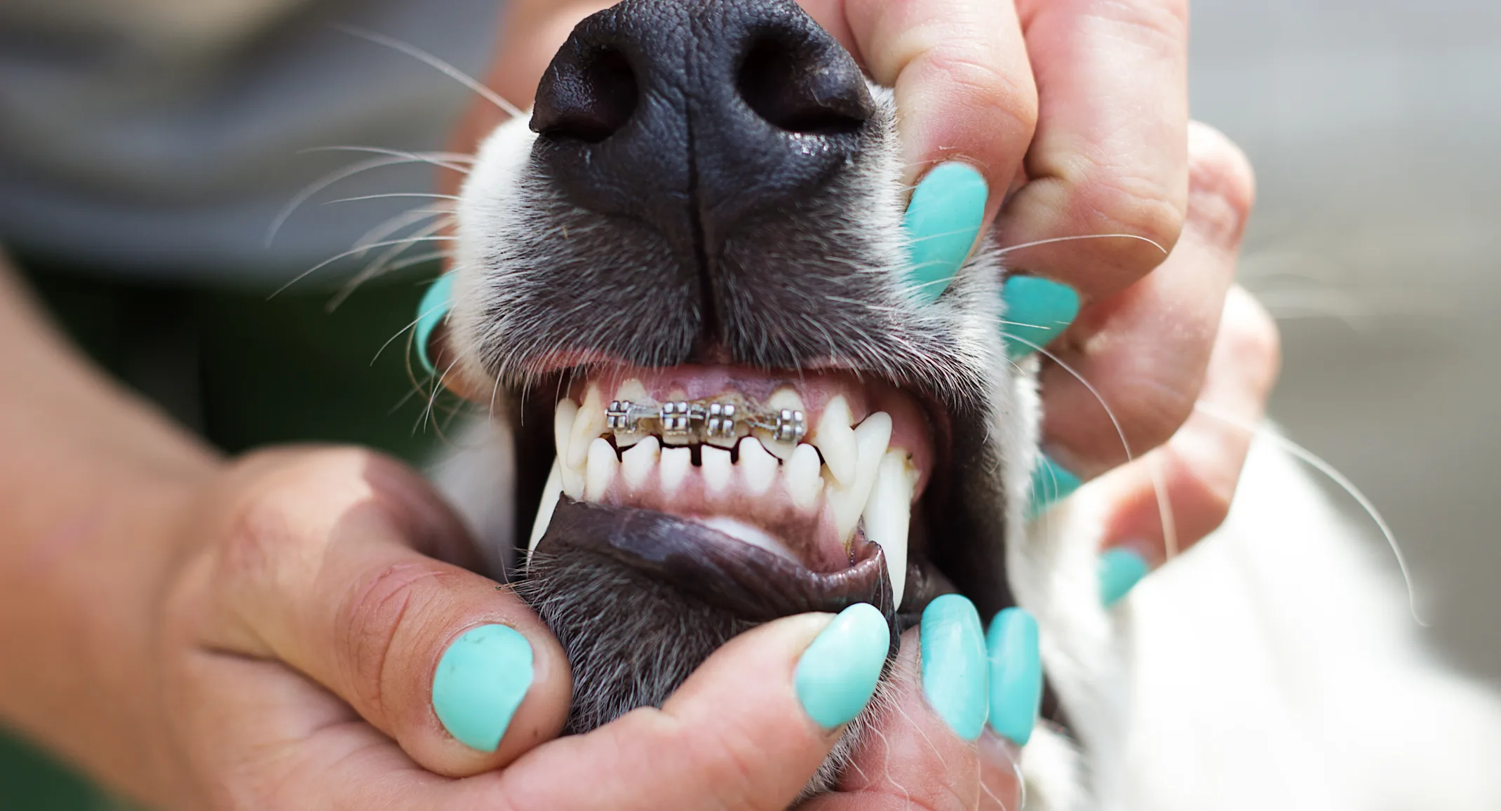 Doggie braces Doggie braces