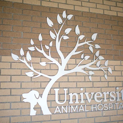 University Animal Hospital Orlando sign in silver letters against the wall outside the building. University Animal Hospital Orlando sign in silver letters against the wall outside the building.