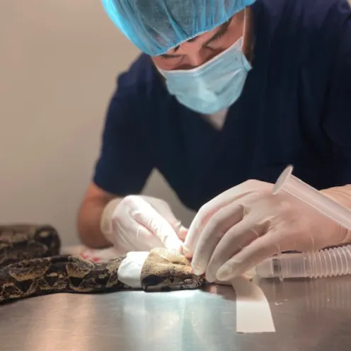 LSAH Staff Checking on Snake