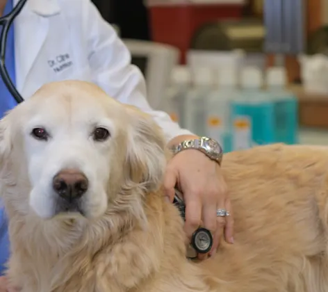 Stethoscope on a dog Stethoscope on a dog
