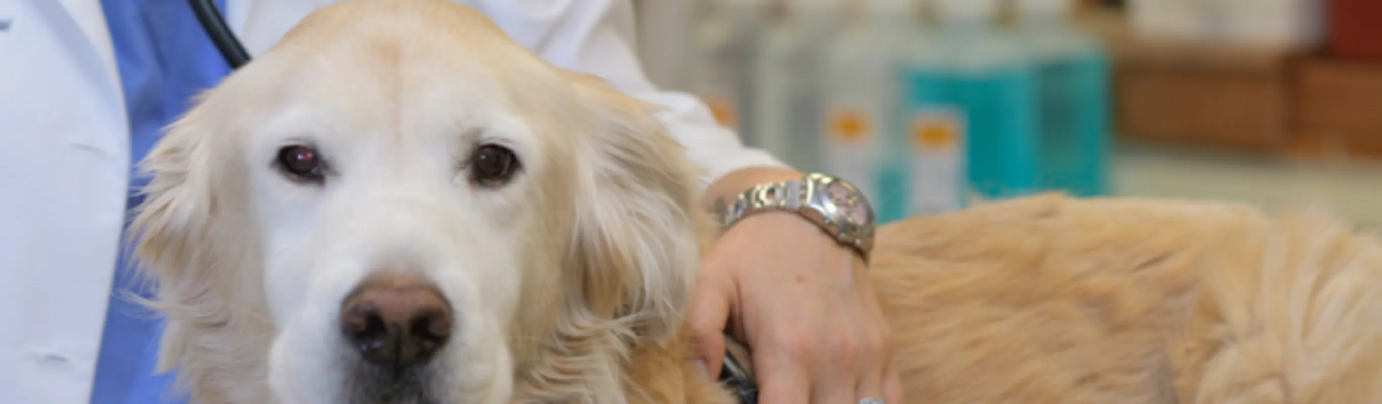 Stethoscope on a dog Stethoscope on a dog