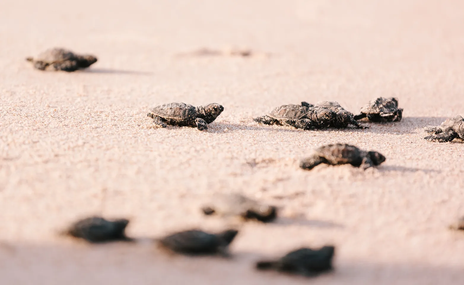 Baby turtles on the beach.