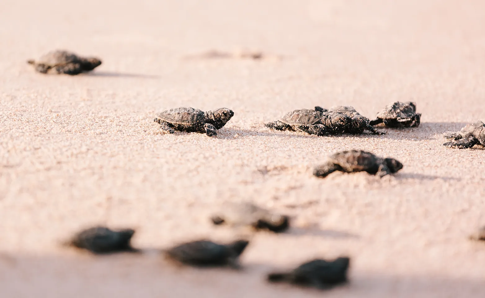 Baby turtles on the beach. Baby turtles on the beach.