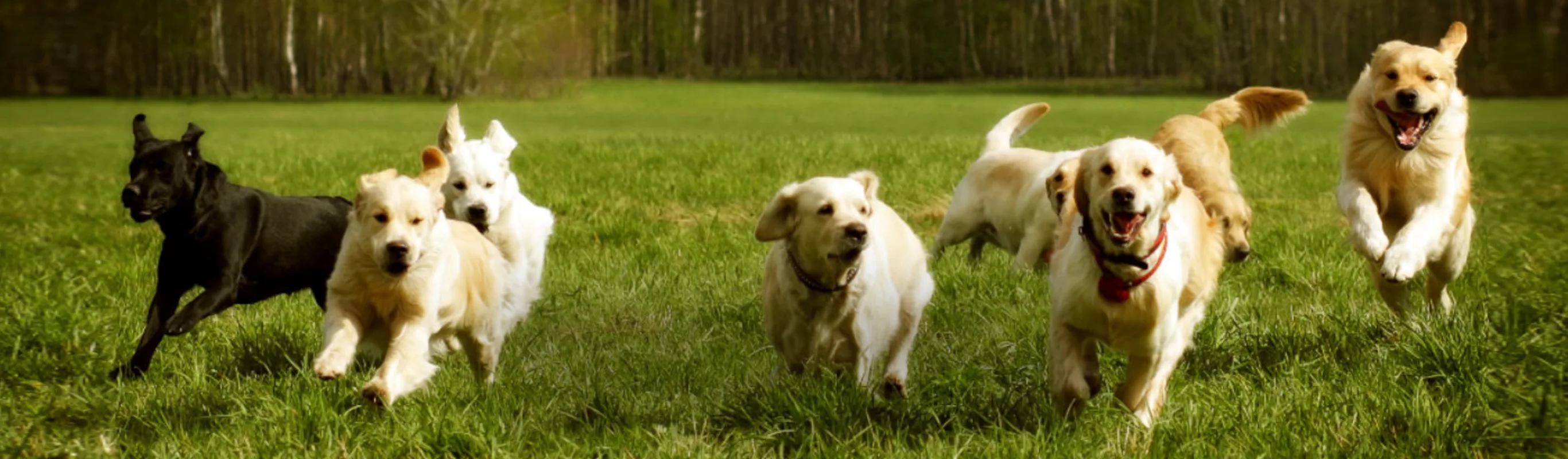 Dogs Running Outside in an Open Grass Field