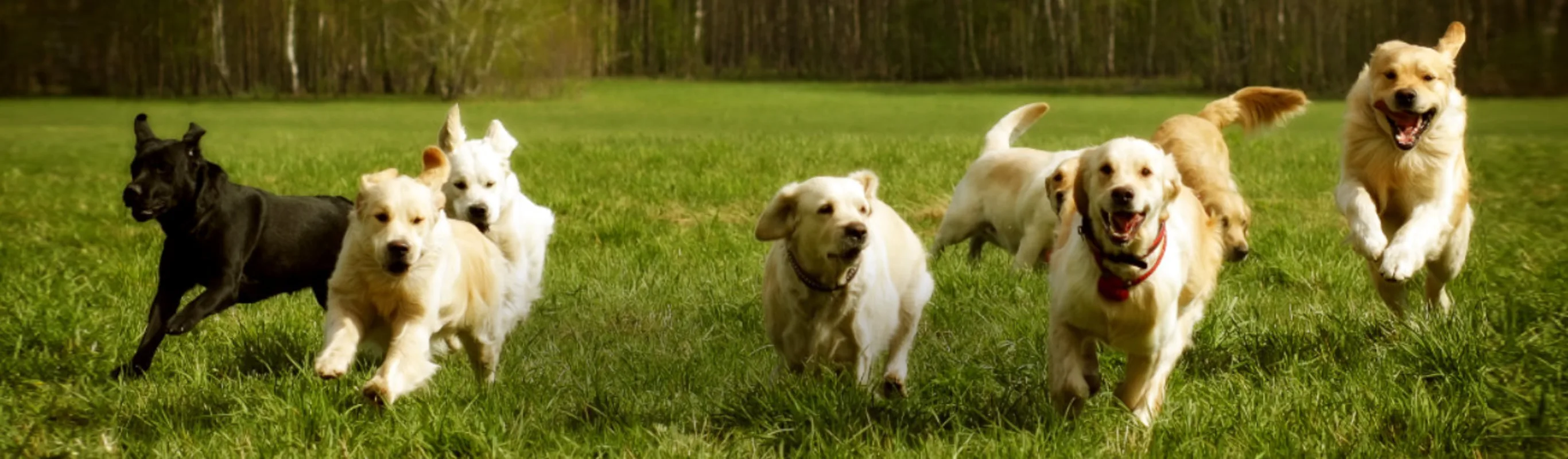 Dogs Running Outside in an Open Grass Field Dogs Running Outside in an Open Grass Field