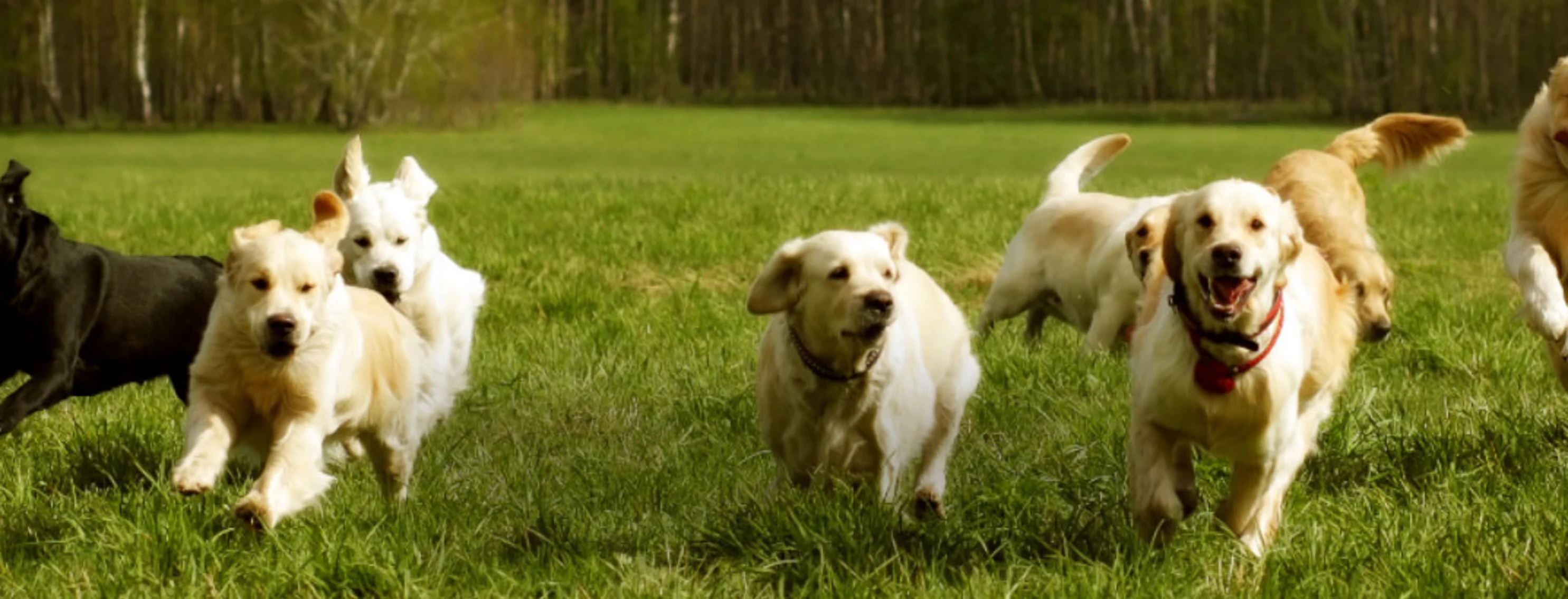 Dogs Running Outside in an Open Grass Field