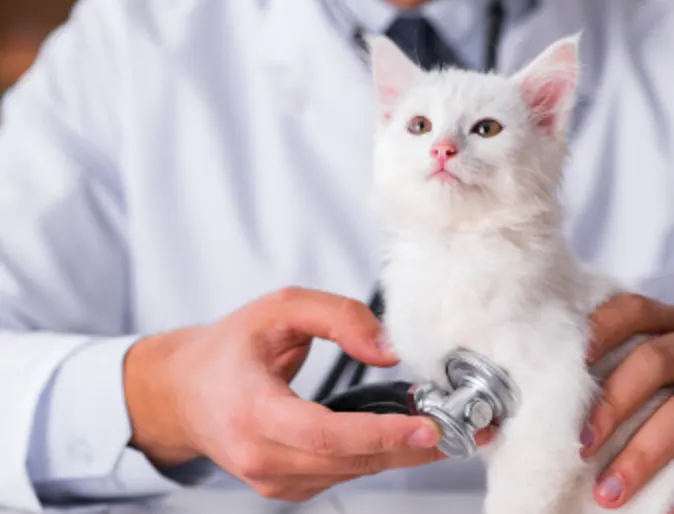 Veterinarian Checking a Cat's Heartbeat