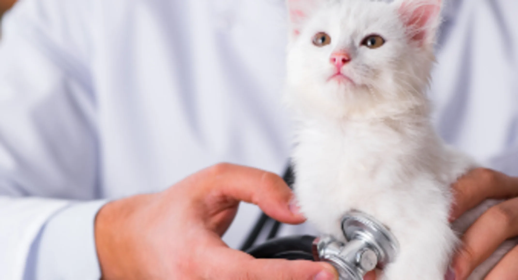 Veterinarian Checking a Cat's Heartbeat Veterinarian Checking a Cat's Heartbeat