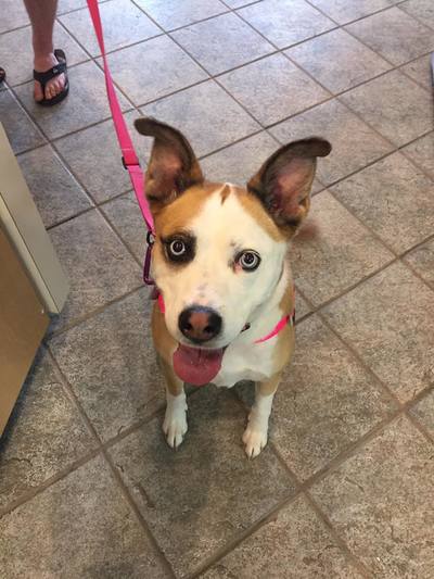 spotted dog looking up