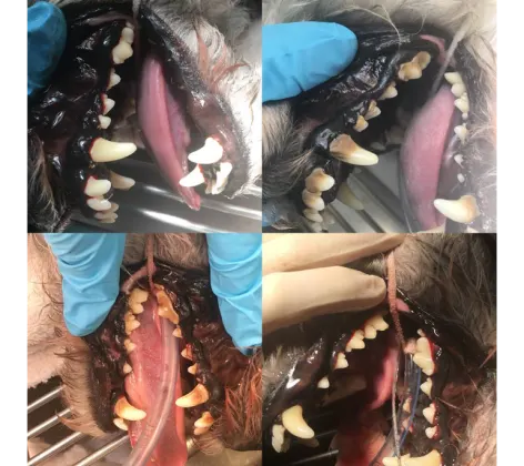 Pictures of dogs' teeth
