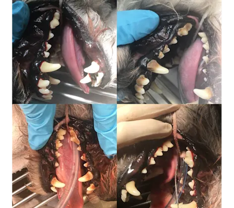 Pictures of dogs' teeth