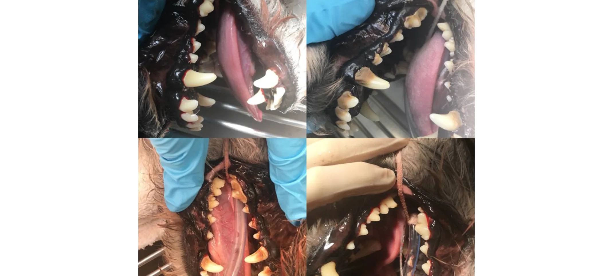 Pictures of dogs' teeth