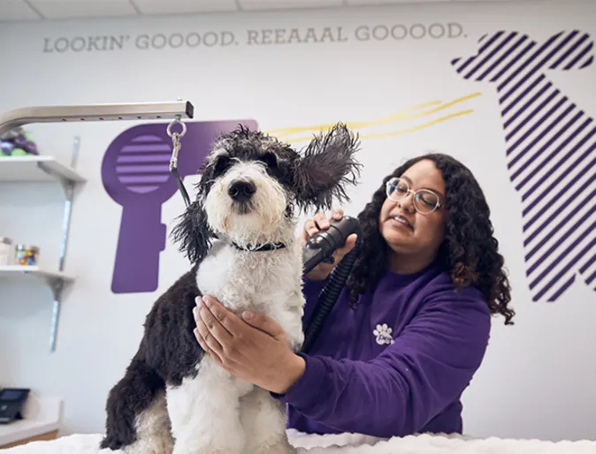 Lady grooming black and white fluffy dog Lady grooming black and white fluffy dog