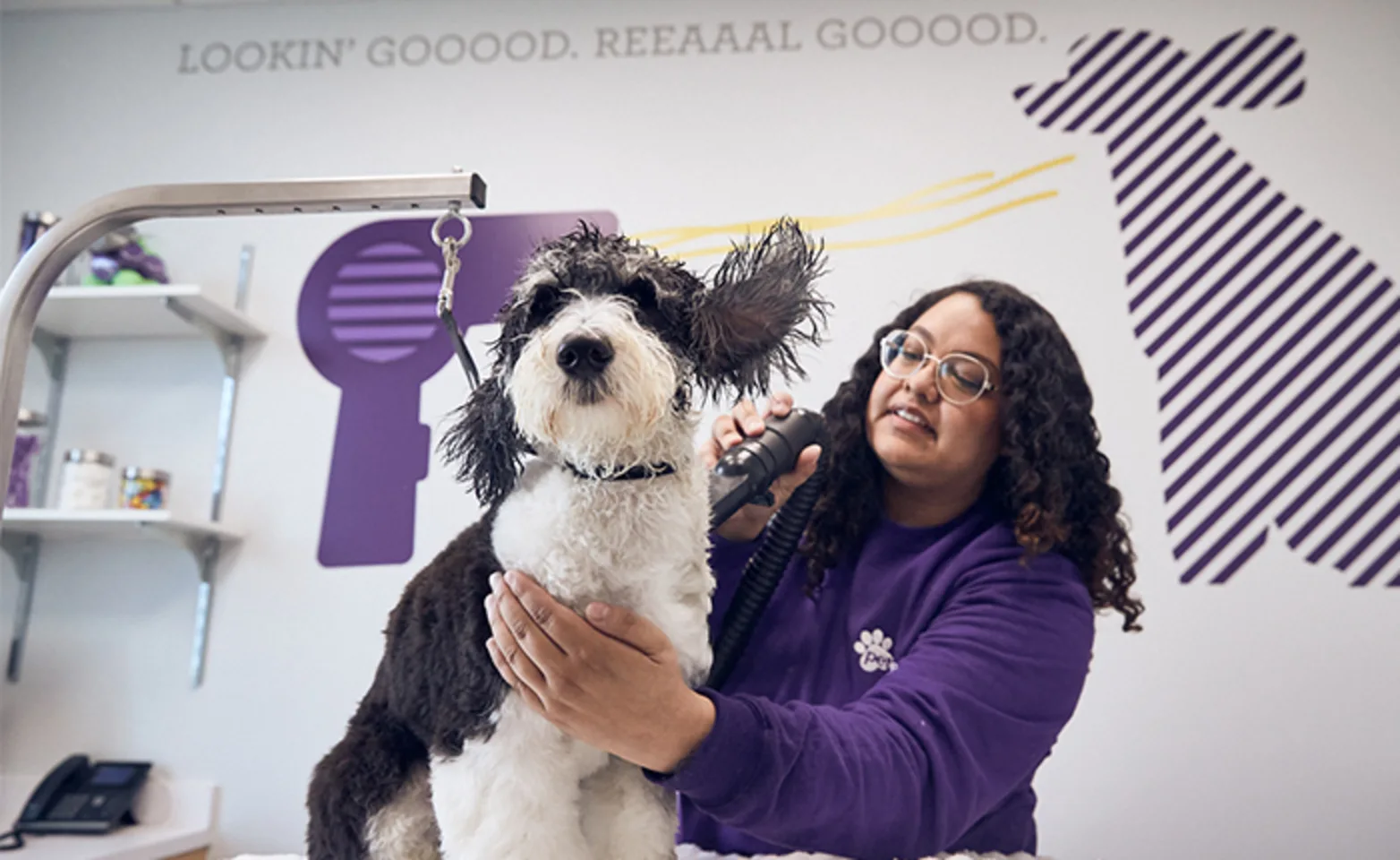 Lady grooming black and white fluffy dog at PetSuites Lady grooming black and white fluffy dog at PetSuites