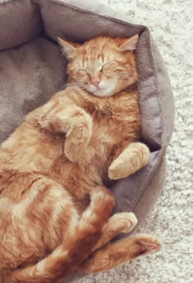 Orange Cat Sleeping in Brown Bed Orange Cat Sleeping in Brown Bed