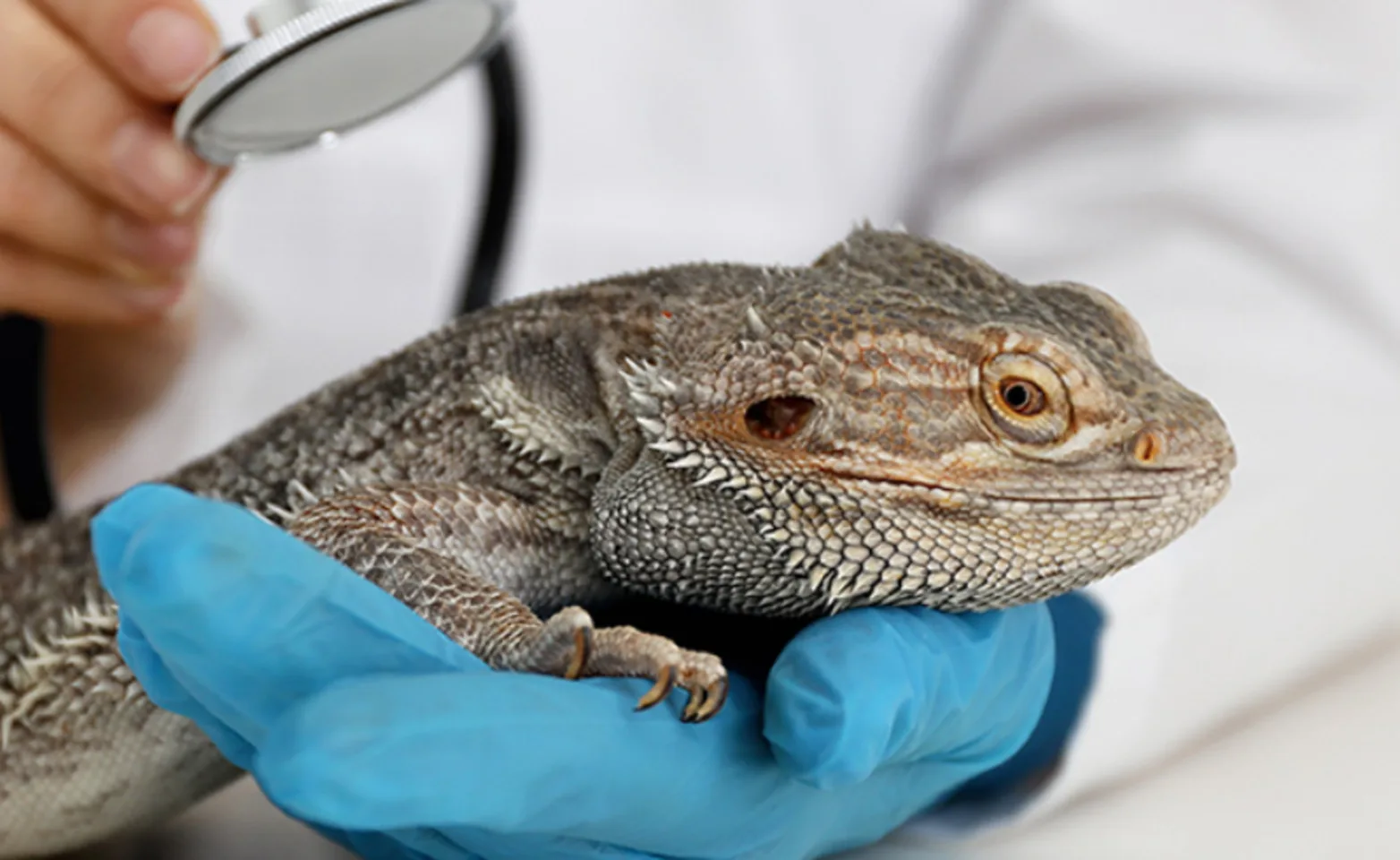 Close Up of Bearded Dragon in Veterinarian's Hands Close Up of Bearded Dragon in Veterinarian's Hands