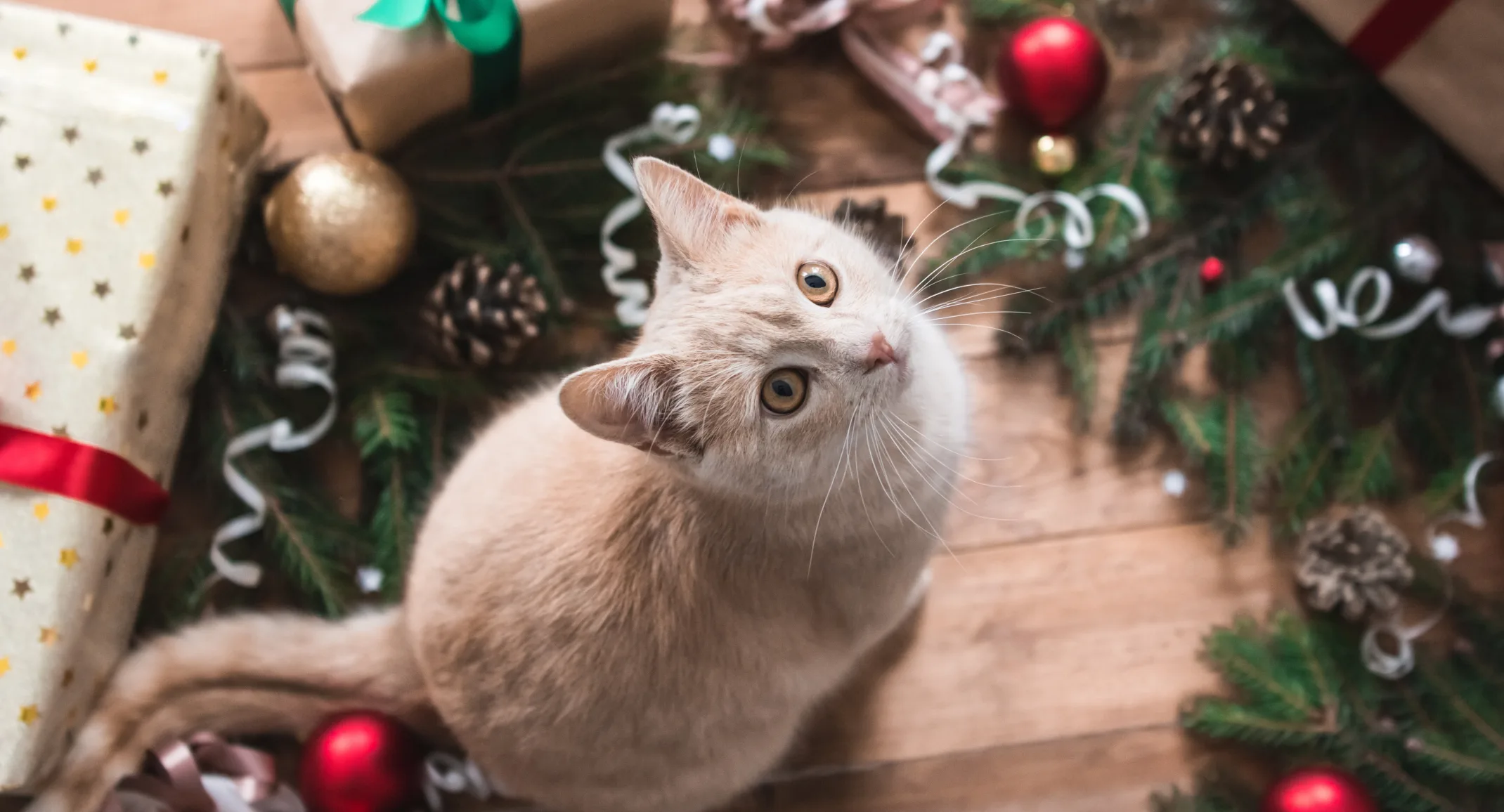 Cat sitting in wreath