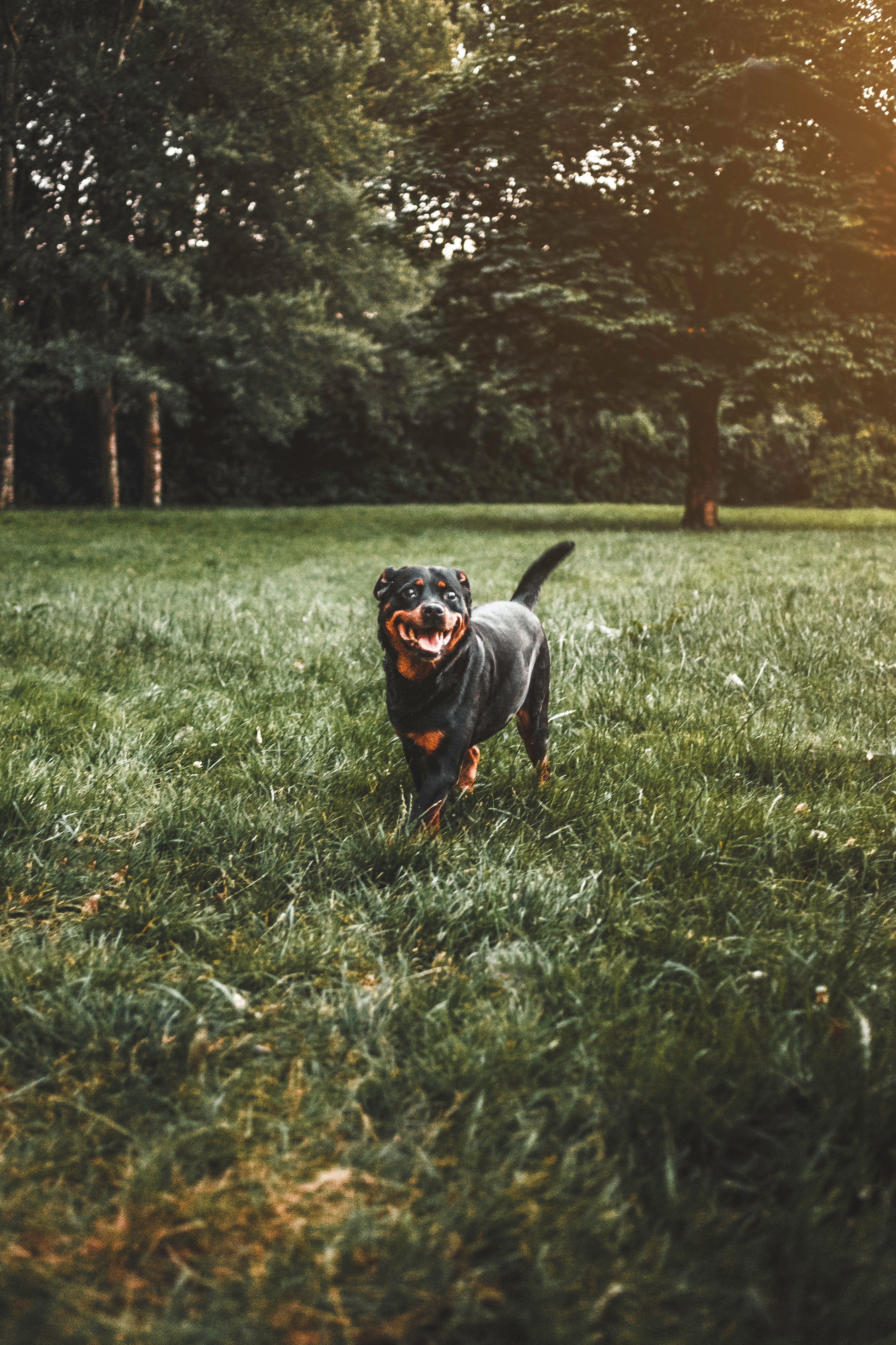Black Rotweilier standing in a middle of a green tall grass park.