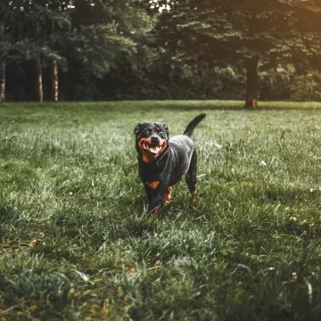 Black Rotweilier standing in a middle of a green tall grass park.