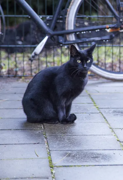 Cat Cat