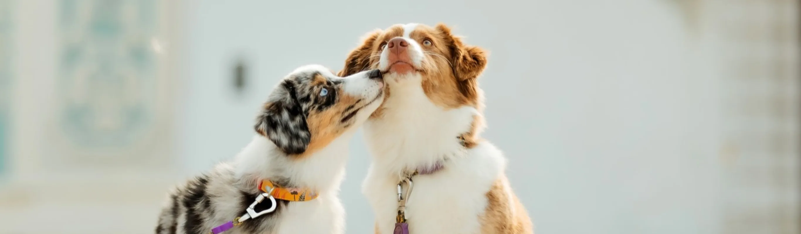 Orange cat staring Orange cat staring
