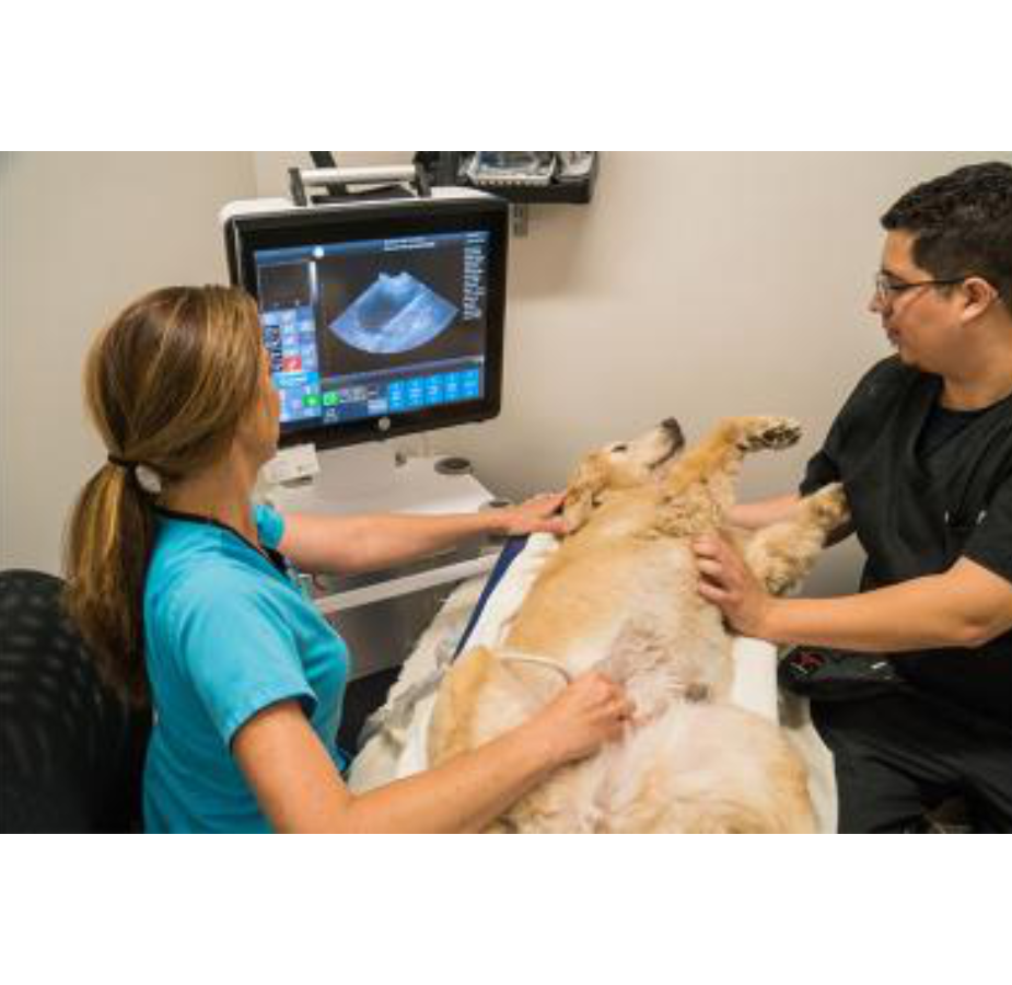 Two Staff members Giving a Dog a Ultrasound