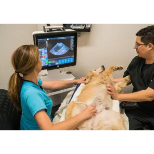 Two Staff members Giving a Dog a Ultrasound