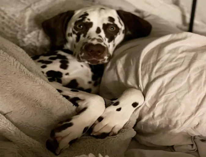 Enzo the Dalmatian Enzo the Dalmatian
