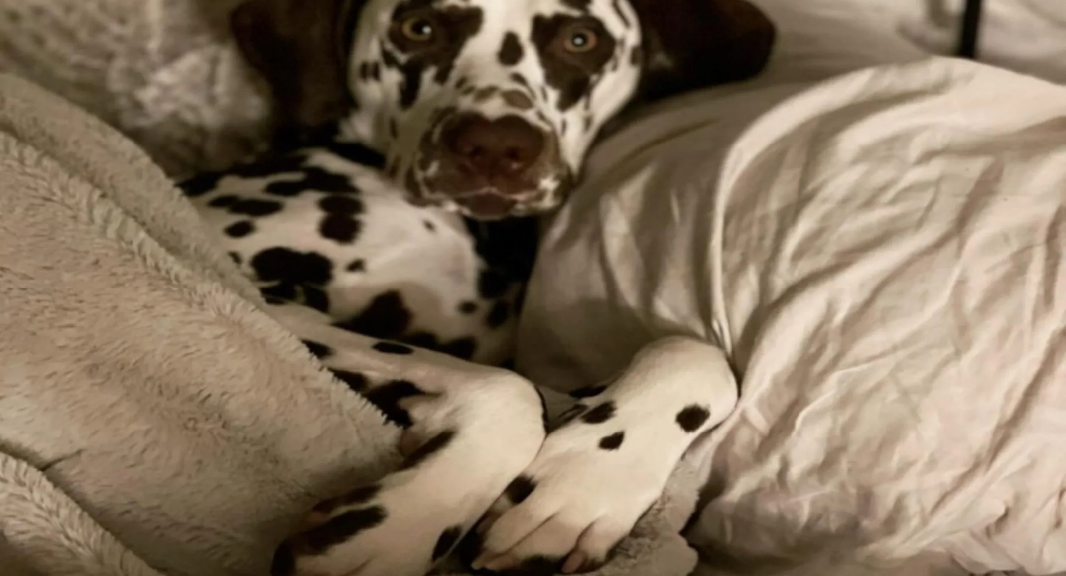 Enzo the Dalmatian Enzo the Dalmatian