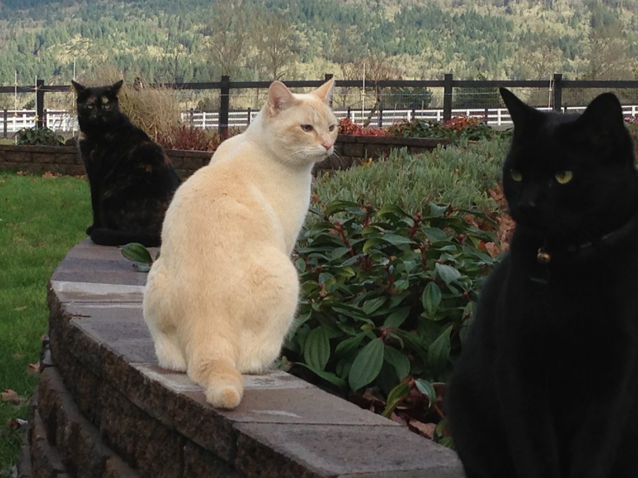 Cats Sitting on Brick Wall