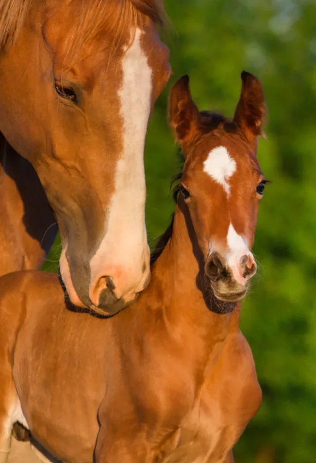 Mare and her foal Mare and her foal