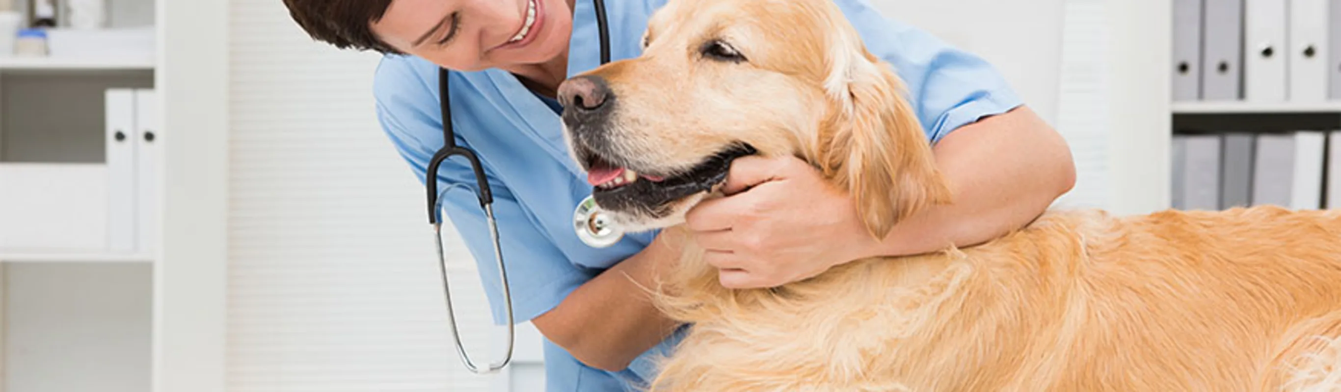 Dog smiling at a veterinarian Dog smiling at a veterinarian