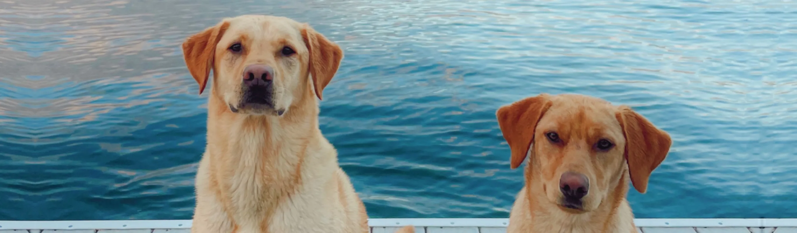 Two labs on lake dock