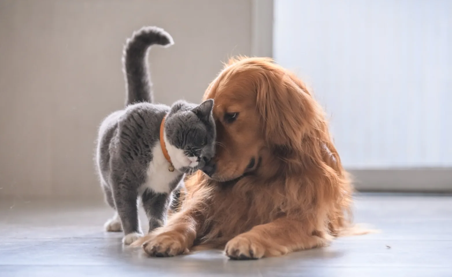 A dog and cat snuggling