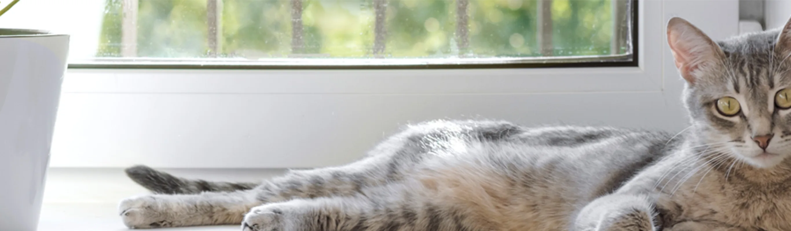 A cat laying near a window