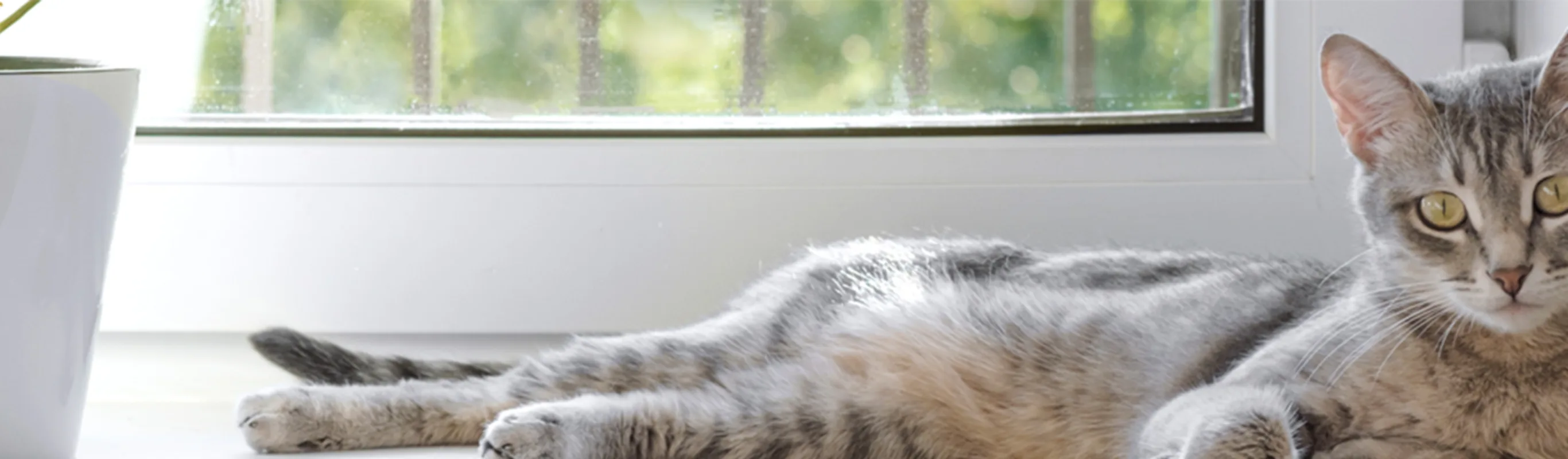 A cat laying near a window A cat laying near a window