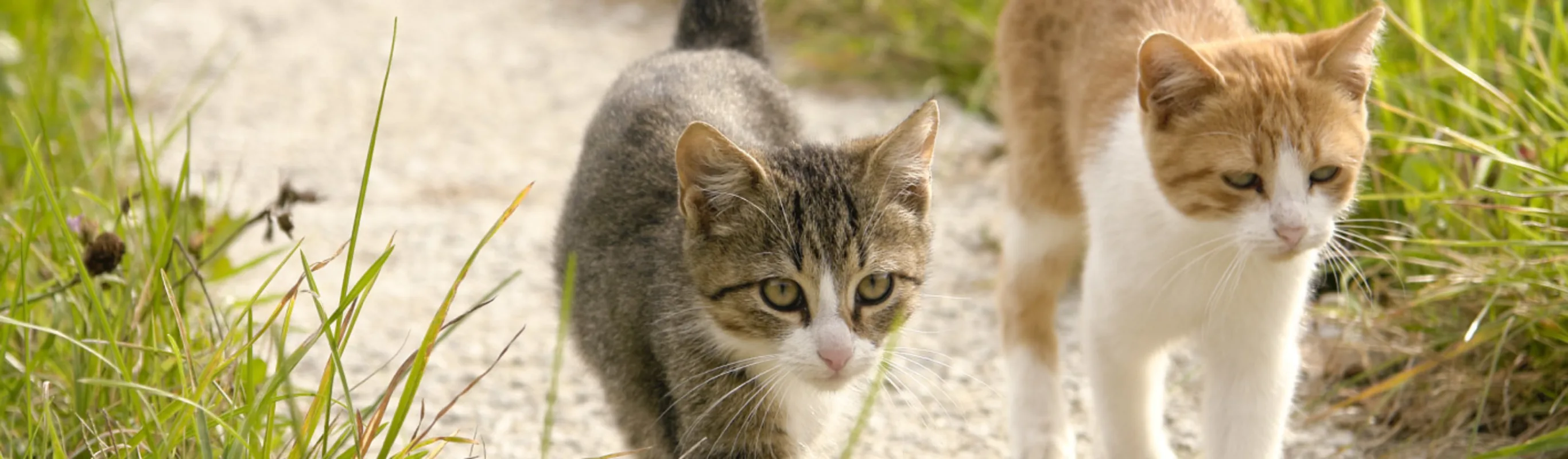 Two cats walking on a sidewalk in a grassy area. Two cats walking on a sidewalk in a grassy area.