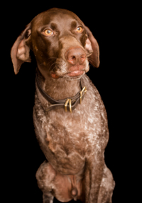 A photo of a tri-pawed German Shorthaired Pointer