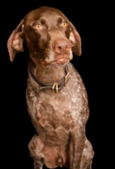 A photo of a tri-pawed German Shorthaired Pointer