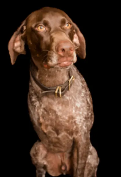 A photo of a tri-pawed German Shorthaired Pointer A photo of a tri-pawed German Shorthaired Pointer