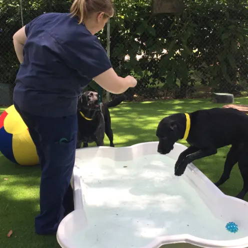 staff member playing with dogs in pool