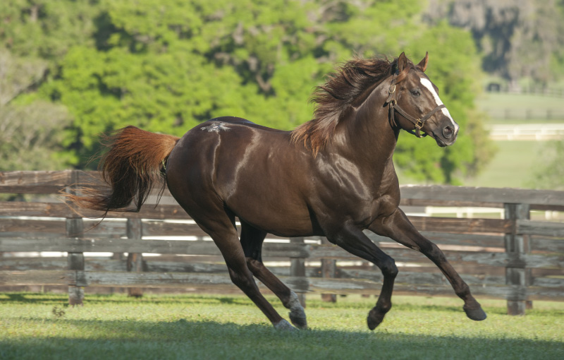 Dark brown horse run