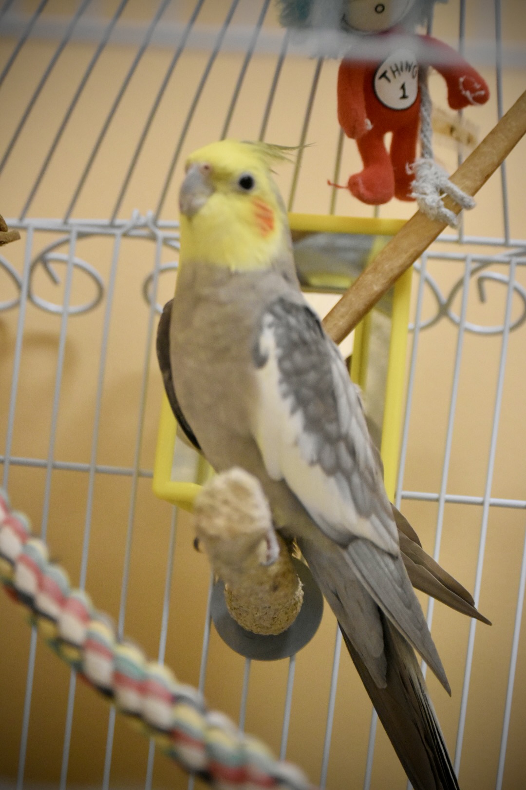 Bird in cage at Blue Ridge Pet Resort's boarding.