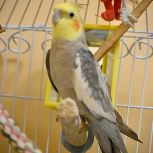 Bird in cage at Blue Ridge Pet Resort's boarding. Bird in cage at Blue Ridge Pet Resort's boarding.
