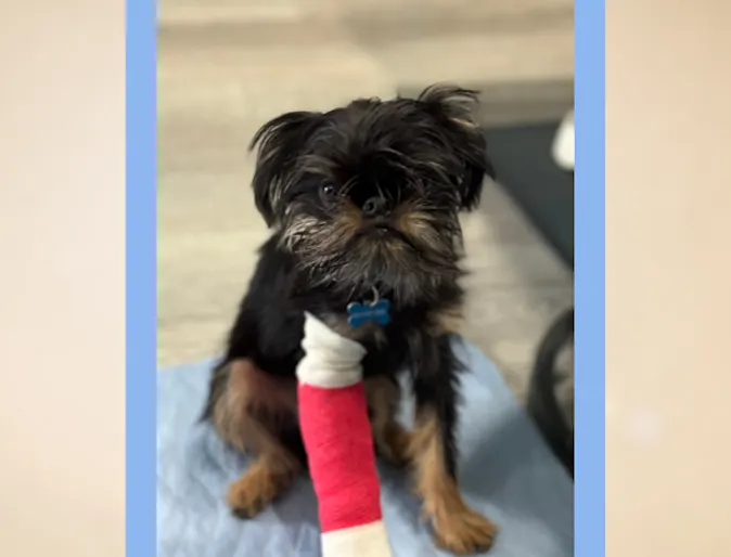 Bugsy (Dog) Bugsy (Dog)