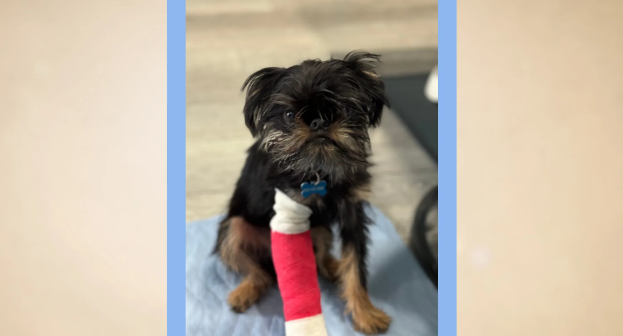 Bugsy (Dog) Bugsy (Dog)