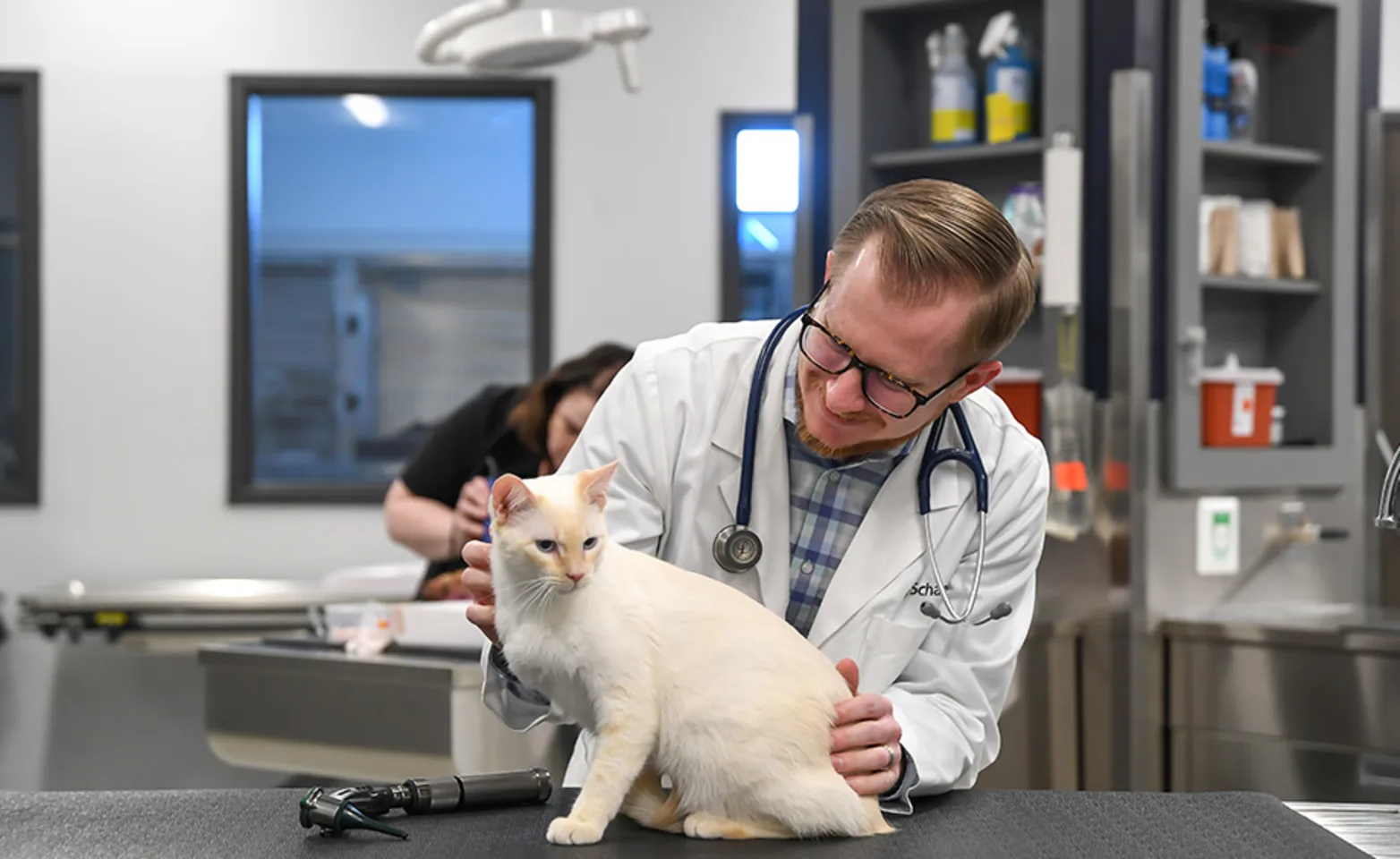 A doctor helping a cat A doctor helping a cat