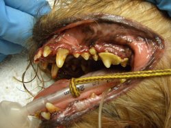 Canine teeth with plaque