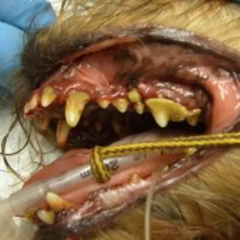 Canine teeth with plaque Canine teeth with plaque
